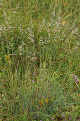 Festuca dalmatica