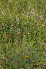 Festuca dalmatica