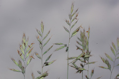 Festuca dalmatica