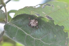 Ropalidia guttatipennis