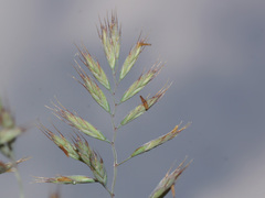 Festuca dalmatica