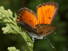 Lycaena candens
