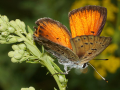 Lycaena candens