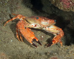 Goniosupradens hawaiensis