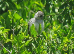 Serpophaga subcristata