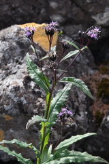 Saussurea parviflora