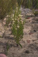 Erica leucanthera