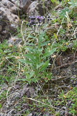 Saussurea parviflora