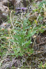 Saussurea parviflora