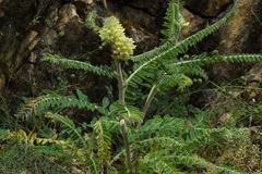Astragalus centralpinus