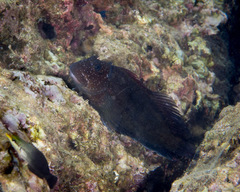 Cirripectes obscurus