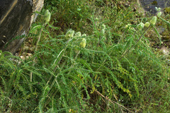 Astragalus centralpinus