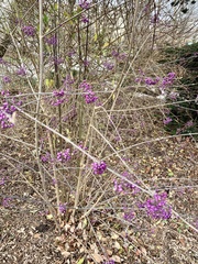 Callicarpa dichotoma
