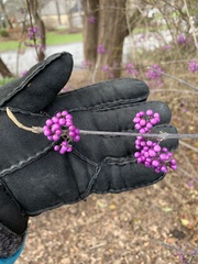 Callicarpa dichotoma