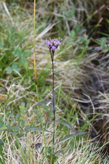 Saussurea purpurata