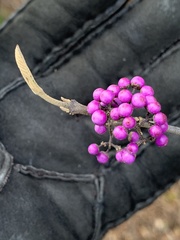 Callicarpa dichotoma