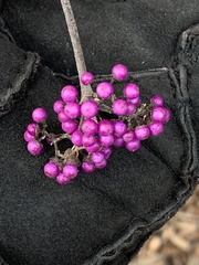 Callicarpa dichotoma