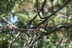 Turdus albicollis