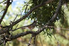Turdus albicollis