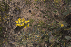 Rafnia racemosa