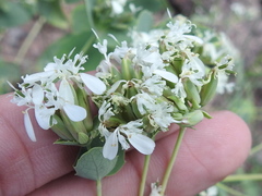 Guardiola platyphylla