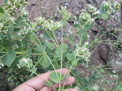 Guardiola platyphylla