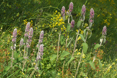 Stachys germanica