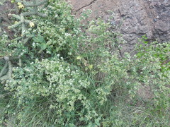 Guardiola platyphylla