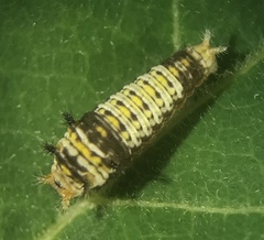 Graphium angolanus angolanus