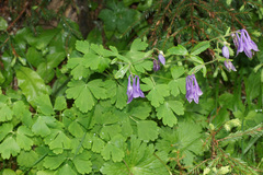 Aquilegia nigricans