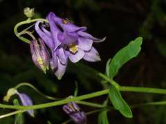 Aquilegia nigricans