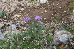 Saussurea stubendorffii