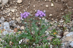 Saussurea stubendorffii