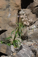 Saussurea stubendorffii