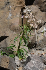 Saussurea stubendorffii