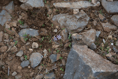 Prospero hierapytnense (Prospero hierapytnense)