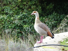 Alopochen aegyptiaca