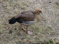 Alopochen aegyptiaca