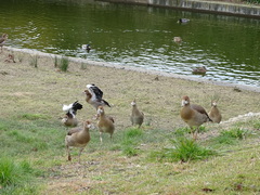 Alopochen aegyptiaca