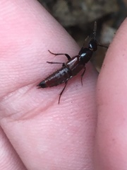 Hesperus baltimorensis