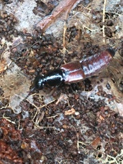 Hesperus baltimorensis