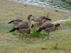 Alopochen aegyptiaca