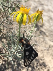 Hemileuca chinatiensis