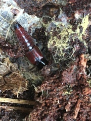 Hesperus baltimorensis