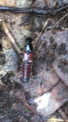 Hesperus baltimorensis