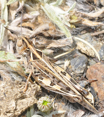 Dociostaurus maroccanus