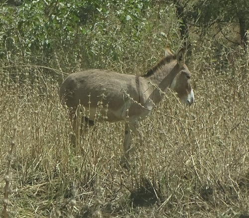 Donkey