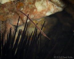 Dunckerocampus baldwini