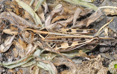 Dociostaurus maroccanus