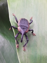 Homalinotus deplanatus